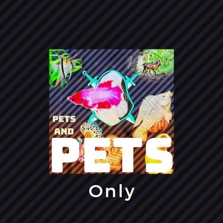 Pets and Pets Only🐈🦙🐑🐐🐏🐤🐥🐣🐓🐔🦢🐟🐬🐋🐳🐚🐠 telegram Group link