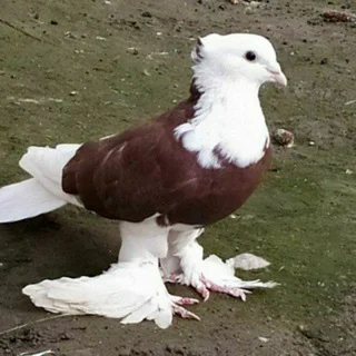 🕊🕊ANDIJON🕊KABUTAR🕊BOZOR🕊🕊 telegram Group link