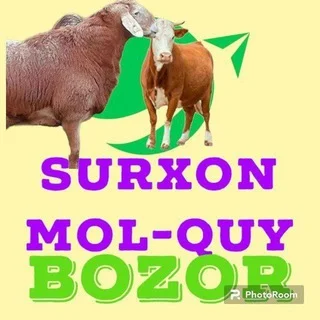 Surxondaryo angor tumani mol bozori gruppasi (2024.04.22). telegram Group link
