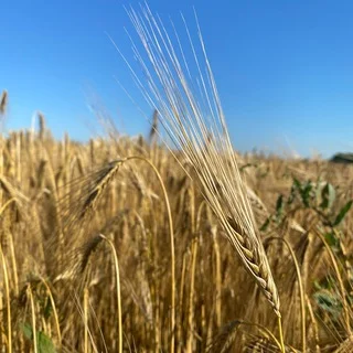 Бьюті Україна 🇺🇦 в Австрії 🇦🇹 telegram Group link