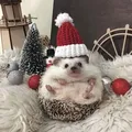 Betanicus 🎄 - Group with 53 groups in Common
