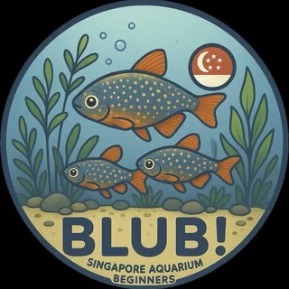 BLUB! Singapore Aquarium Beginners [SG] 🇸🇬 Guppy, Betta, Goldfish, Arowana, apisto, pleco, shrimp, caridina, neocaridina, fish telegram Group link