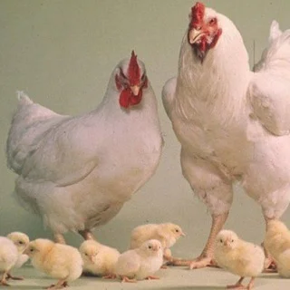 UZBEKISTON BROYLERLAR. telegram Group link