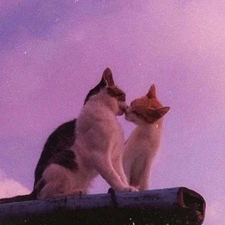 Чат 💖 Ульск! telegram Group link