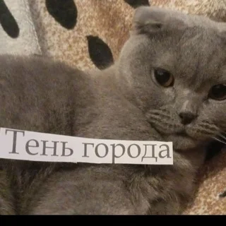 чат Тень Города telegram Group link