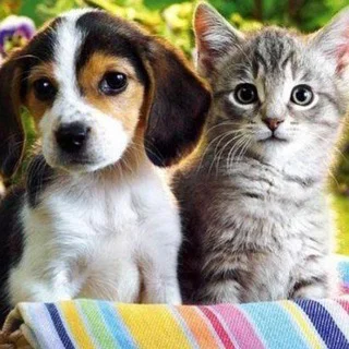 Cins Kedi ve köpek ilanları😻🐕 telegram Group link