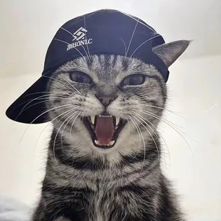 🍓🍓😸 ⋆. 𝑴𝒆𝒐𝒘 ⋆. 😽🍓🍓 telegram Group link