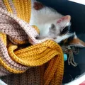 Crochet along telegram Group link