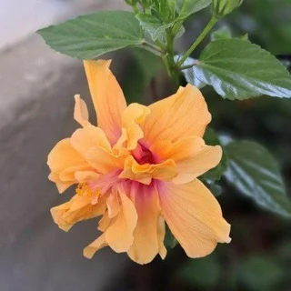 Gʻallaorol gullari, telegram Group link