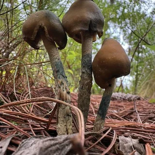 Trippa Snippa🍄💊 - Group with 31 groups in Health/Beauty/Fitness