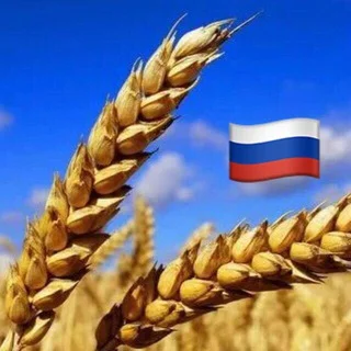 🇷🇺 ЗЕРНО РОССИЯ telegram Group link