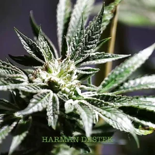 HARMANA DESTEK telegram Group link