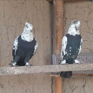 ШАХРИХОН СЕГАЗАКУМ КАБУТАРЛАРИ 🕊🕊 telegram Group link