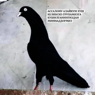🕊УЗБЕК УЧКУР ЗОТЛАРИ🕊 telegram Group link