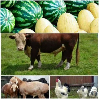 ОЛДИ СОТДИ 🐮🐓🦃 КАШКАДАРЁ Карши telegram Group link