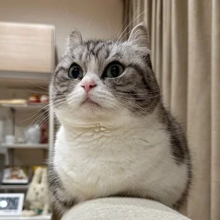 Komaru - Чат ☘️ telegram Group link