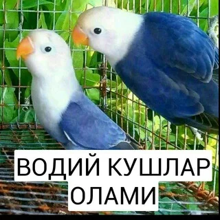 ВОДИЙ КУШЛАР ОЛАМИ telegram Group link