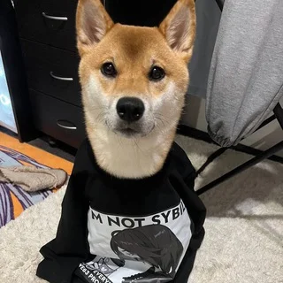 юзлес чат telegram Group link