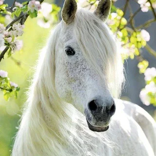 Eng chiroylik otlar chat🐎 telegram Group link