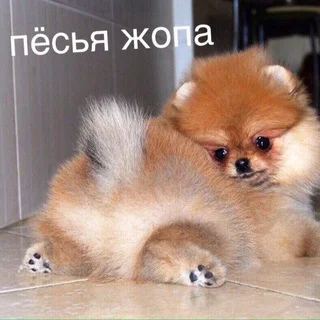 чокасаемо пёсьей жопы telegram Group link