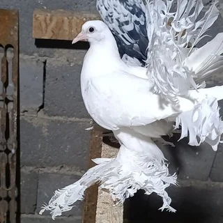 🕊 Turbachi pavlinlar 🕊 telegram Group link