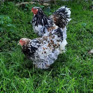 Uzbekiston & Turkiya tovuqlari🐔🐓🐣 telegram Group link