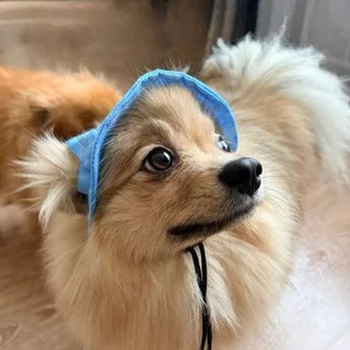 Зверьё моё telegram Group link