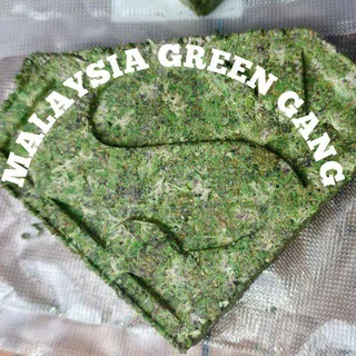 MGG 🇲🇾 GreenGang telegram Group link